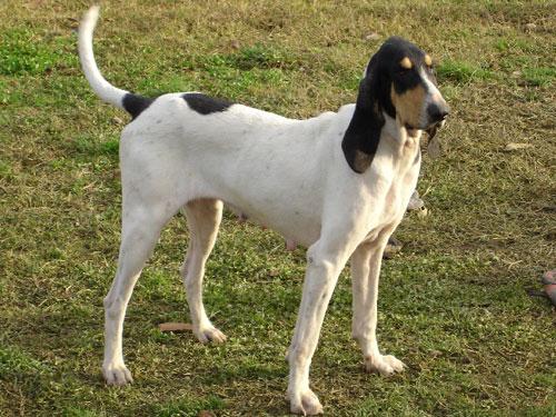 Ariegeois Dog Breed