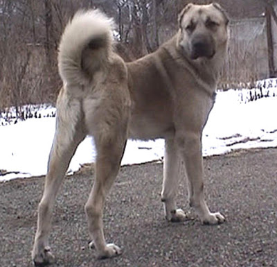 Armenian Gampr dog Breed