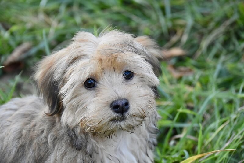 At number 3, we have the Havanese