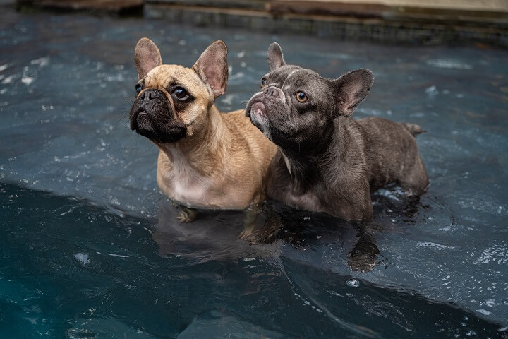 At number two French Bulldog