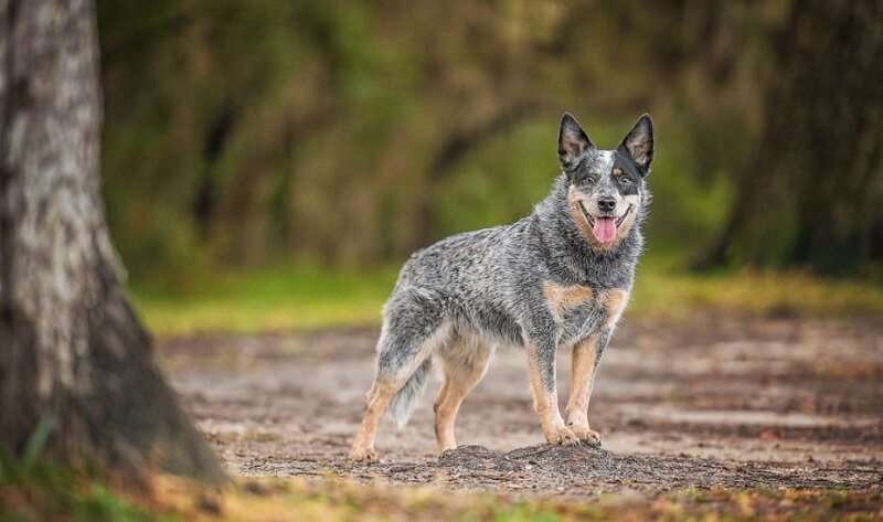 Australian Cattle Best Dog Breeds for Outdoor Junkies