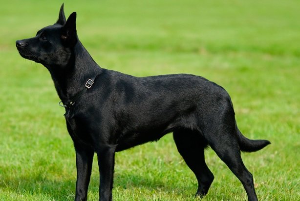 Australian Kelpie Dog Breed