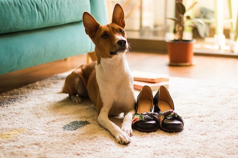 Basenji Low shedding dog breeds