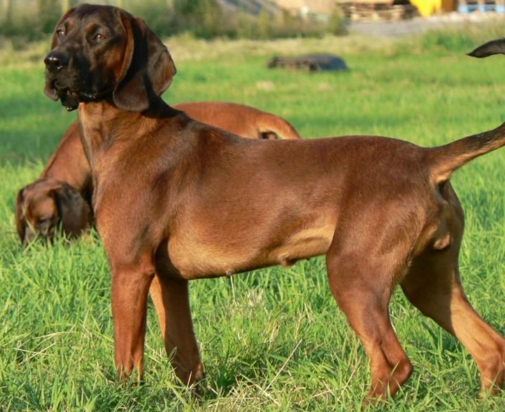 Does The Bavarian Mountain Hound Grow Big