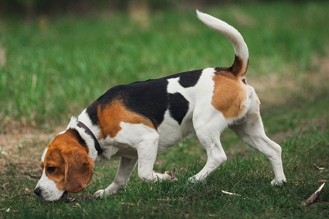 Beagle Dog Breed