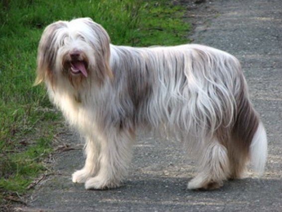 Bearded Collie