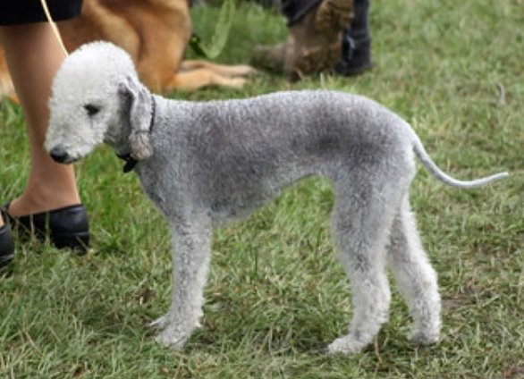 Bedlington Terrier Dog Breed