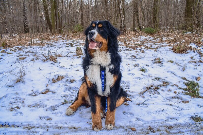 Bernese Mountain Best Dog Breeds for Outdoor Junkies