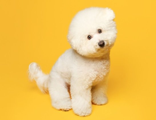 Bichon Frisé Dog breed