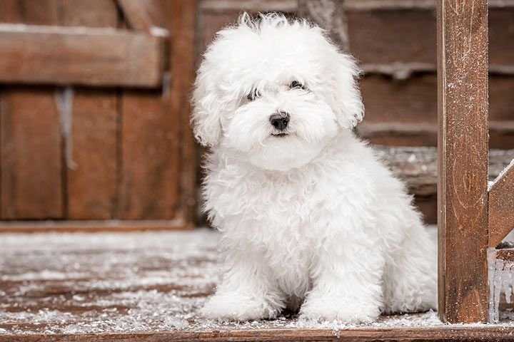 Bichon Frise Low shedding dog breeds