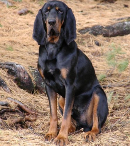 Black and Tan Virginia Foxhound Dog Breed