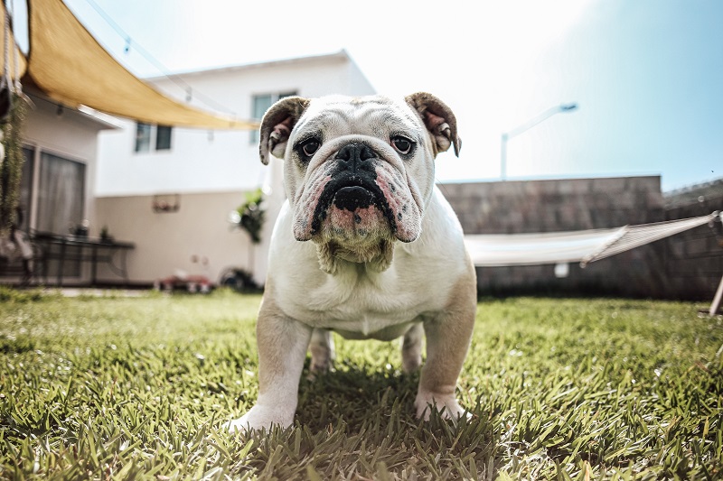 Bulldog | Popular Dog Breeds