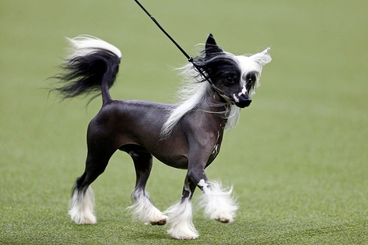 Chinese Crested Low shedding dog breeds