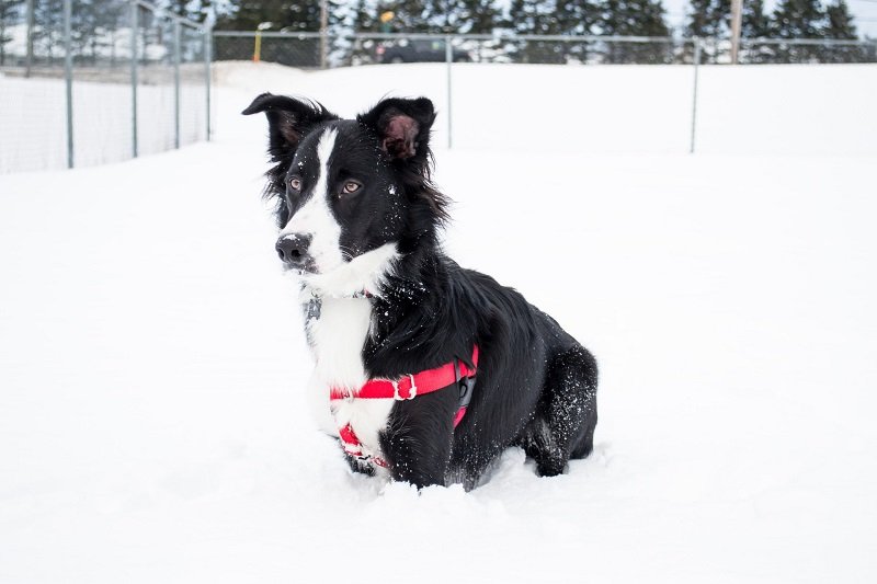 Collies Best Dog Breeds for Outdoor Junkies