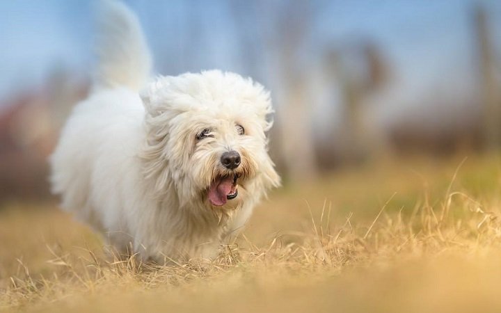 Coton de Tulear