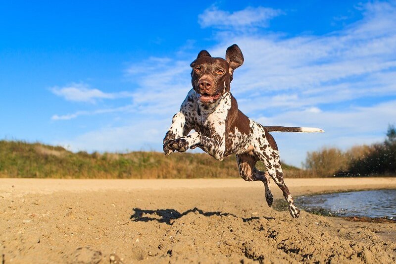 German Shorthaired Pointer Best Dog Breeds for Outdoor Junkies