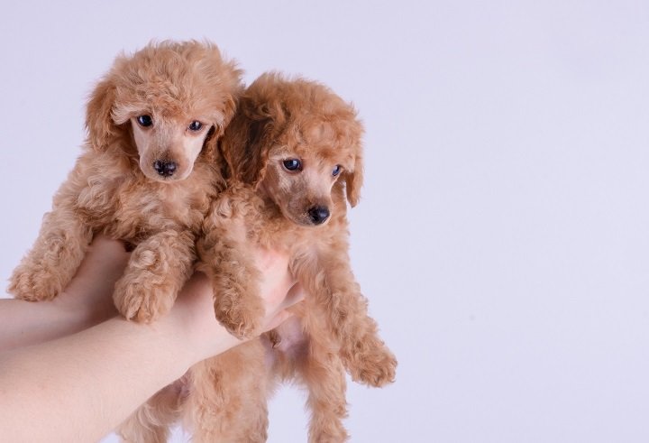 Poodle