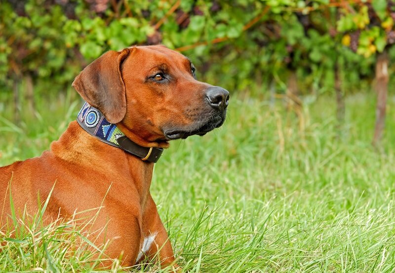 Rhodesian Ridgeback Best Dog Breeds for Outdoor Junkies