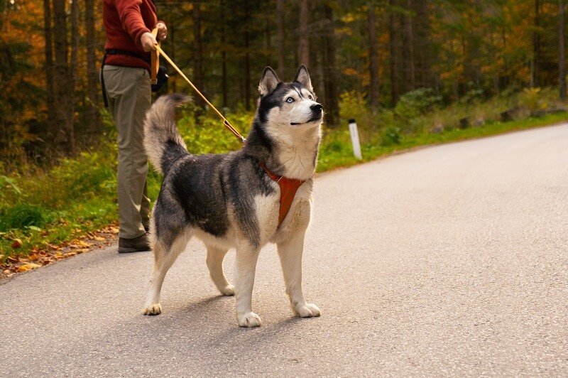 Siberian Husky Best Dog Breeds for Outdoor Junkies