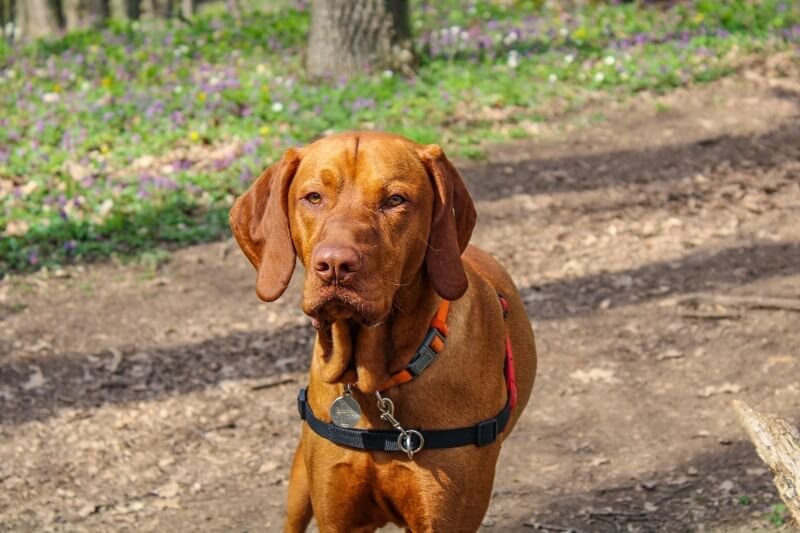 Vizsla Best Dog Breeds for Outdoor Junkies