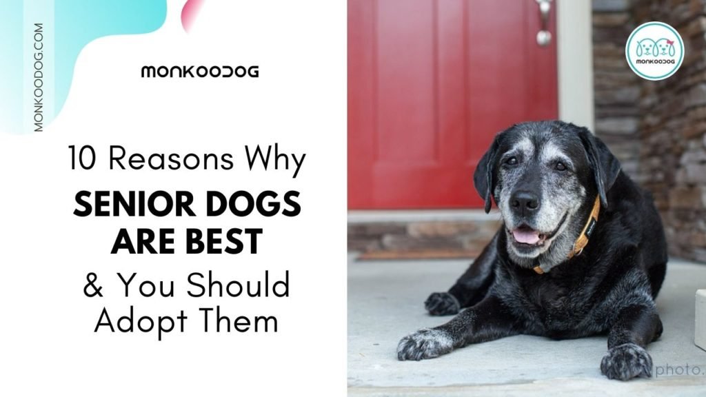 10 reasons why senior dogs are best and you should adopt them