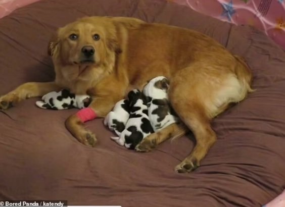 Adorable pictures of Mommy dogs 5