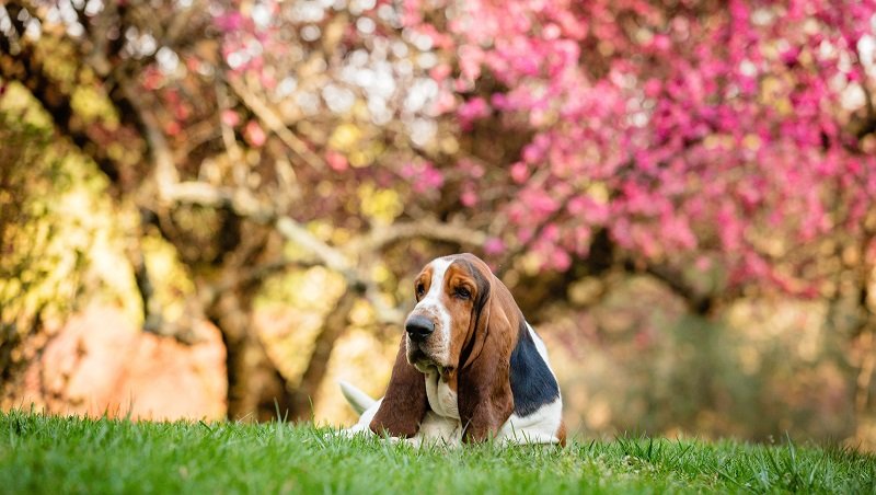 Basset Hounds