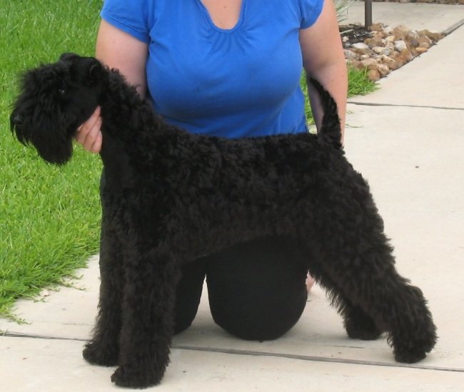 Black Russian Terrier Dog Breed