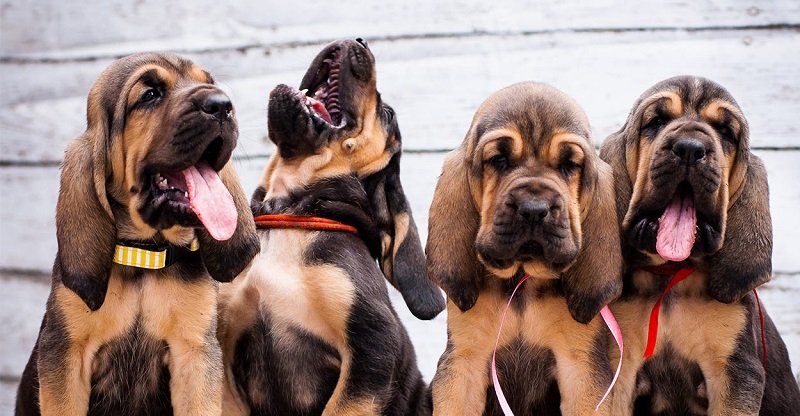 Bloodhounds