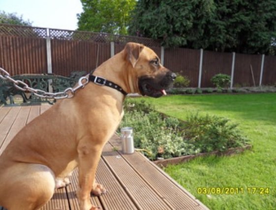 Boerboel Dog Breed