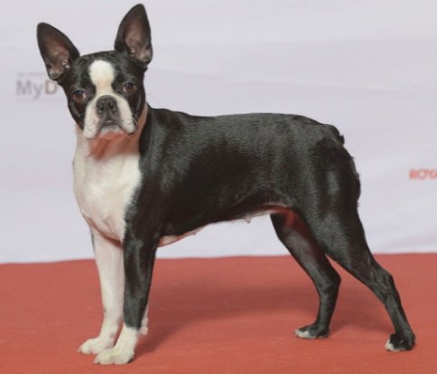 Boston Terrier Dog Breed