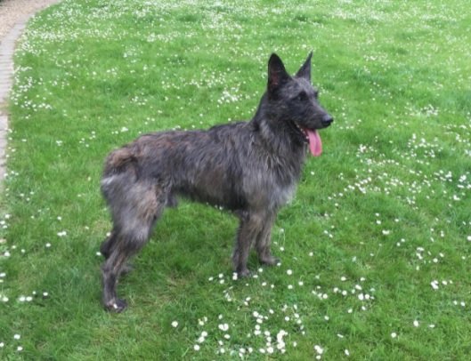 Bouvier des Ardennes Dog Breed