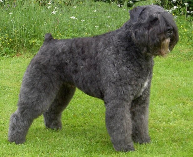 Bouvier des Flandres Dog Breed