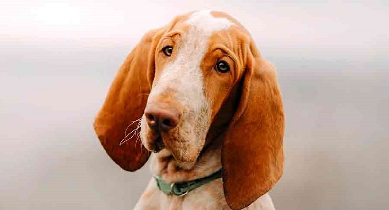 Bracco Italiano