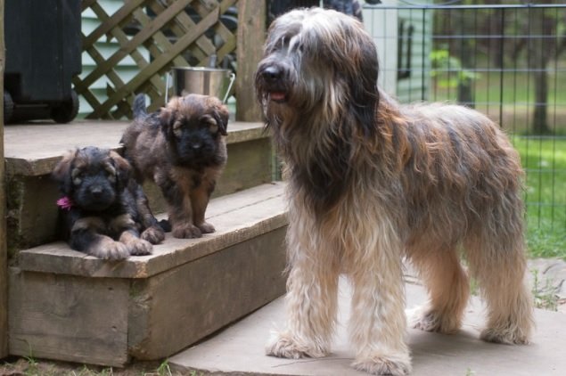 Briard Dog Breed