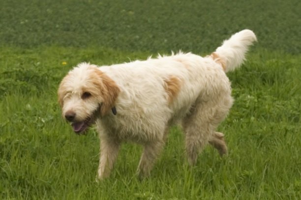 Briquet Griffon Vendéen Dog Breed