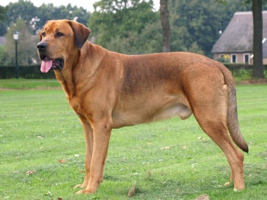 Broholmer Dog Breed