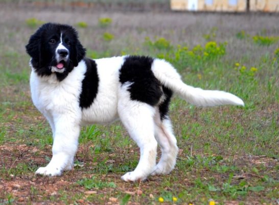 Bucovina Shepherd Dog Breed