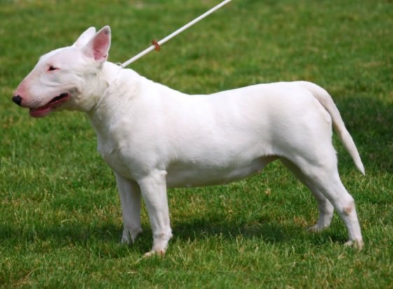 Bull Terrier Dog Breed