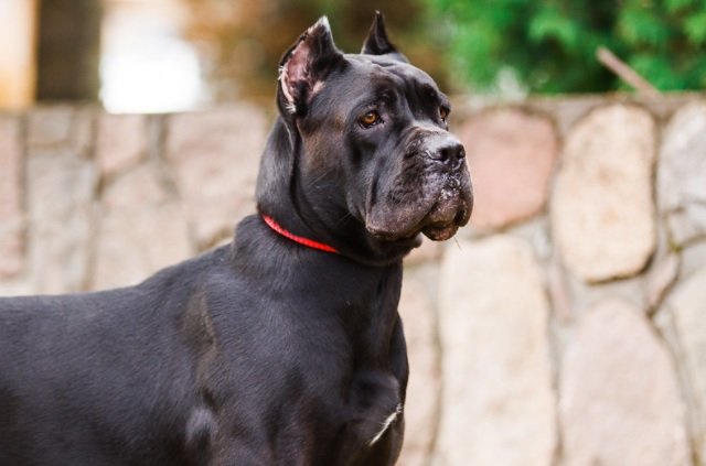 Cane Corso Dog Breed