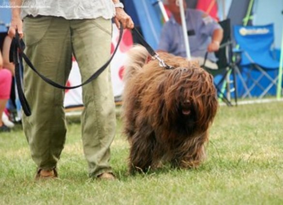 Cão da Serra de Aires Dog Breed