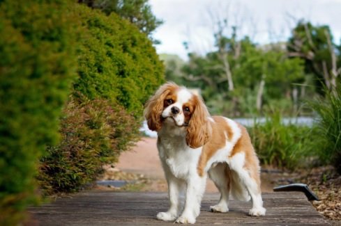 Cavalier King Charles Spaniel Dog Breed