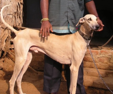 Chippiparai Dog Breed