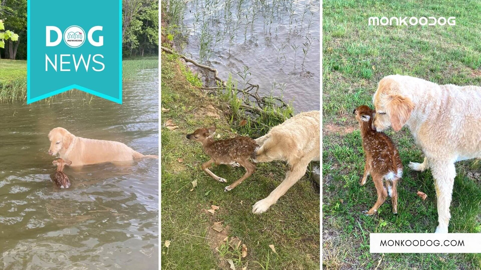 Heartwarming Video Dog Saves Fawn From Drowning Monkoodog