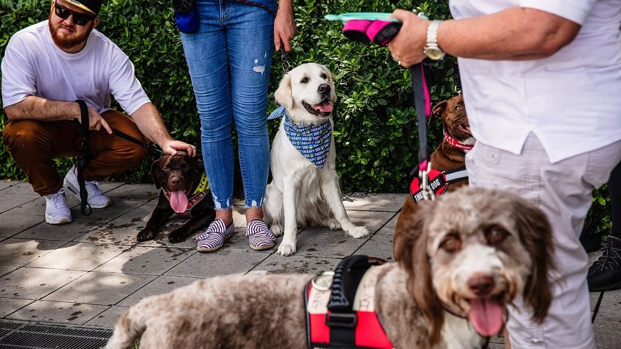 Dogs helping families of the missing