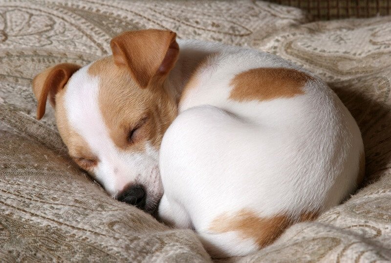 Is It Okay For Domestic Dogs To Circle Before Sleep - Why Do Dogs Walk in Circles