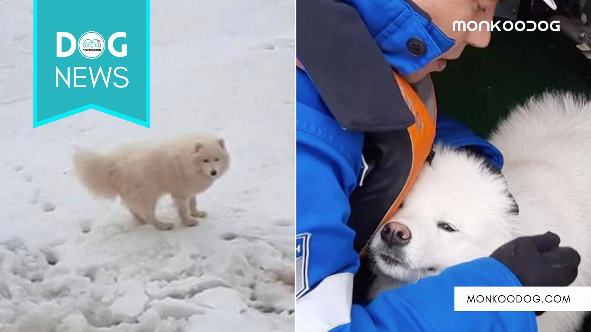 Sailors From Russia Rescue A Stranded Dog From Arctic Ice