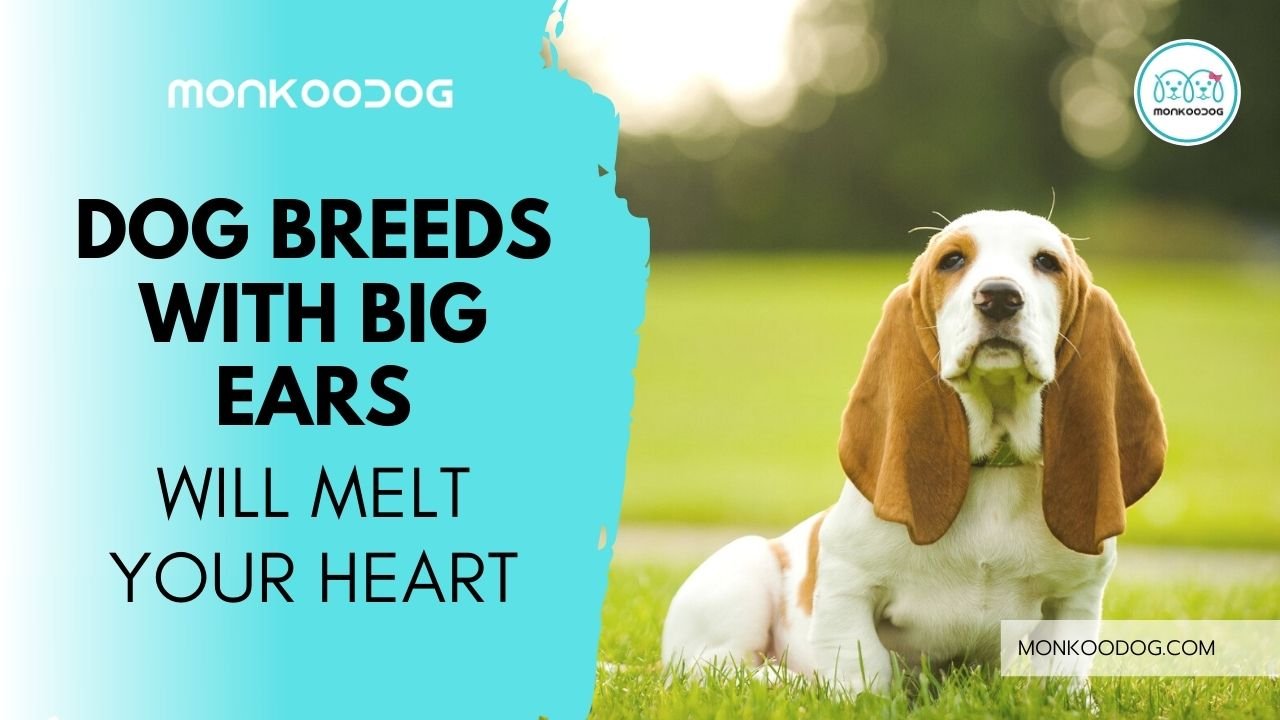 Top 10 BigEared Dogs That Will Melt Your Heart Monkoodog