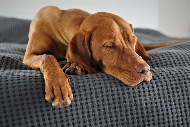 Why Do Dogs Sleep So Much
