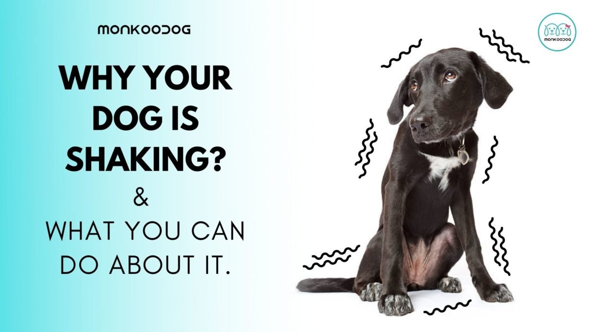 6 Reasons Why My Dog Is Shivering or Shaking - Monkoodog